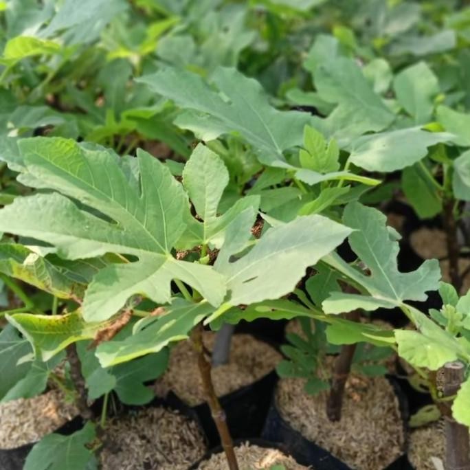 FREESS Bibit buah tin BLUE GIANT pohon tanaman buah di dalam pot BISA COD