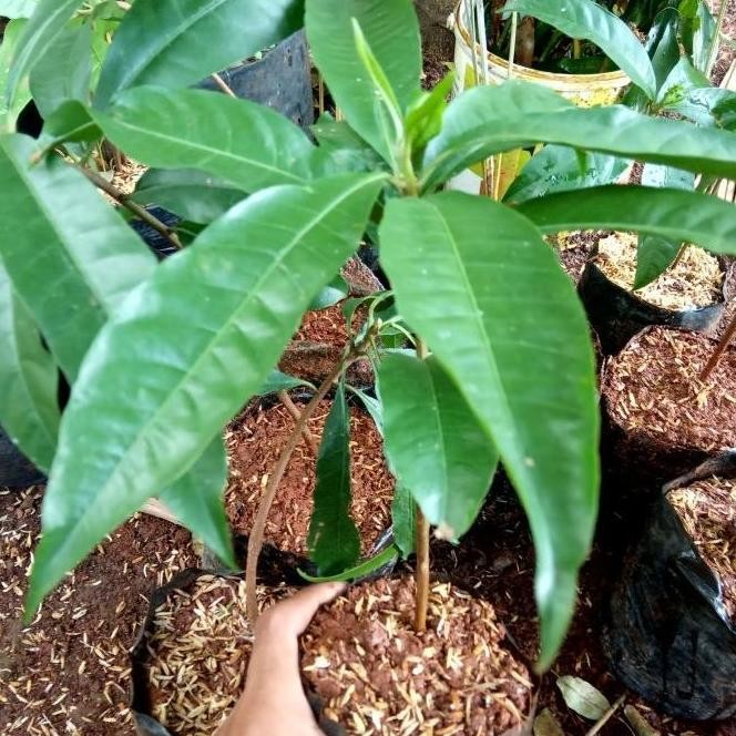 bibit pohon buah alkesa/bibit puhun buah alkesa keju BISA COD