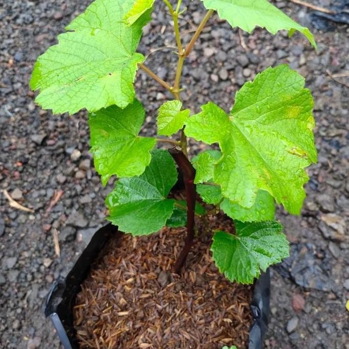 bibit pohon anggur hij buah/lokal SEGAR BISA COD