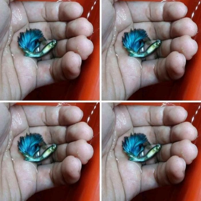 AL Ikan Hias Guppy Green Diamond