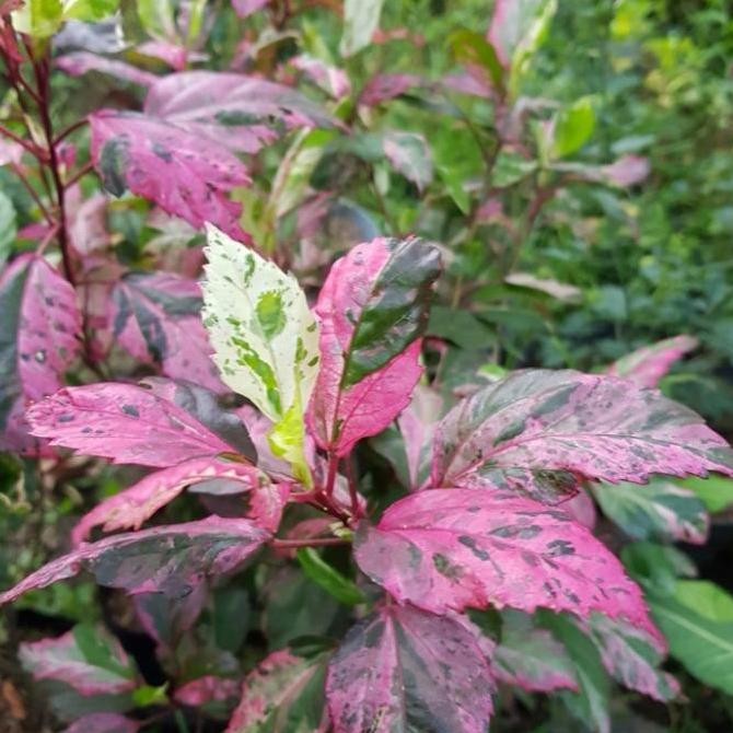Tanaman hias bunga sepatu daun merah 1m