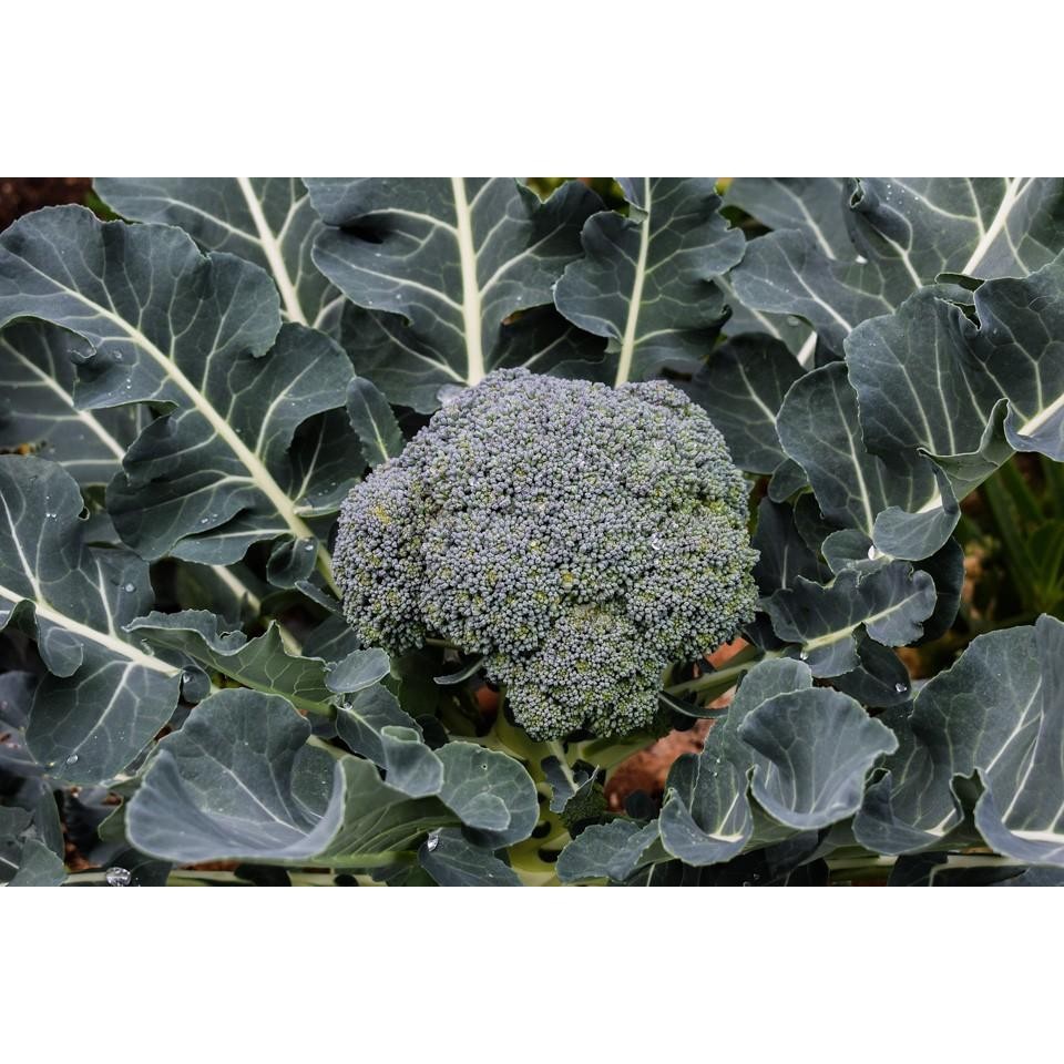 

Benih-Bibit Brokoli Waltham 29 (Haira Seed)