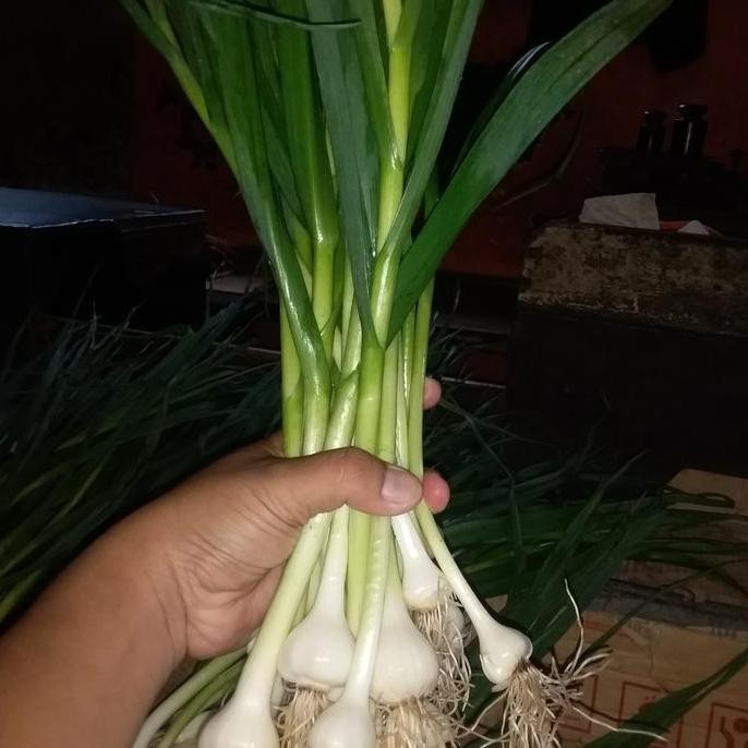 

Diskon! Daun Bawang Segar Son - Sayuran Masak Harian