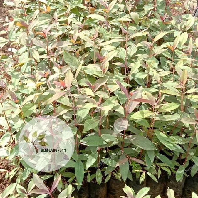 Bibit Pohon Tanaman Eucalyptus / Pohon Pelangi / Eucalyptus Rainbow ISTIMEWA