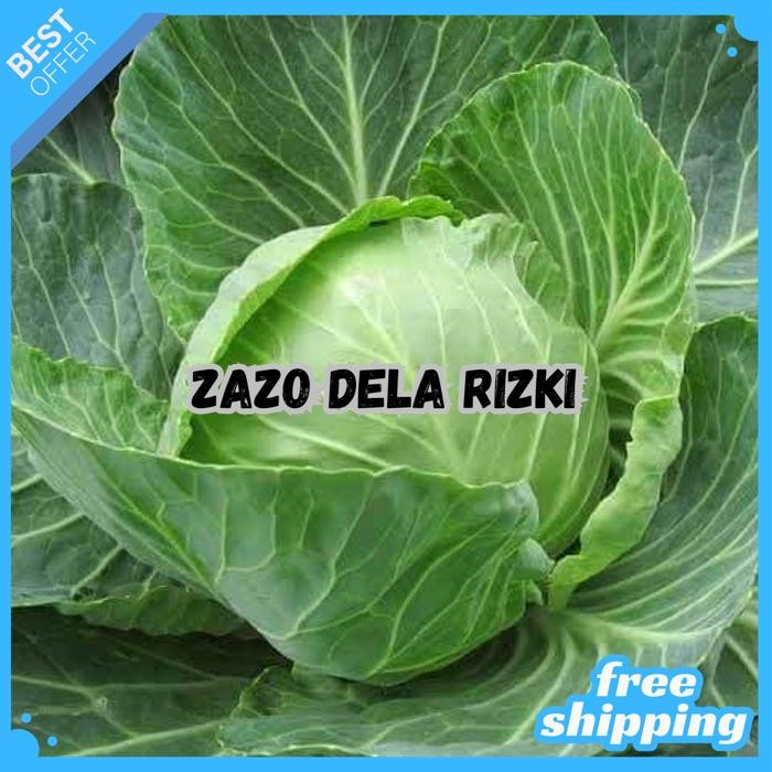 BENIH KUBIS SUMMER AUTUMN (10 GR) - KNOWN YOU SEED BY ZAZODELARIZKI