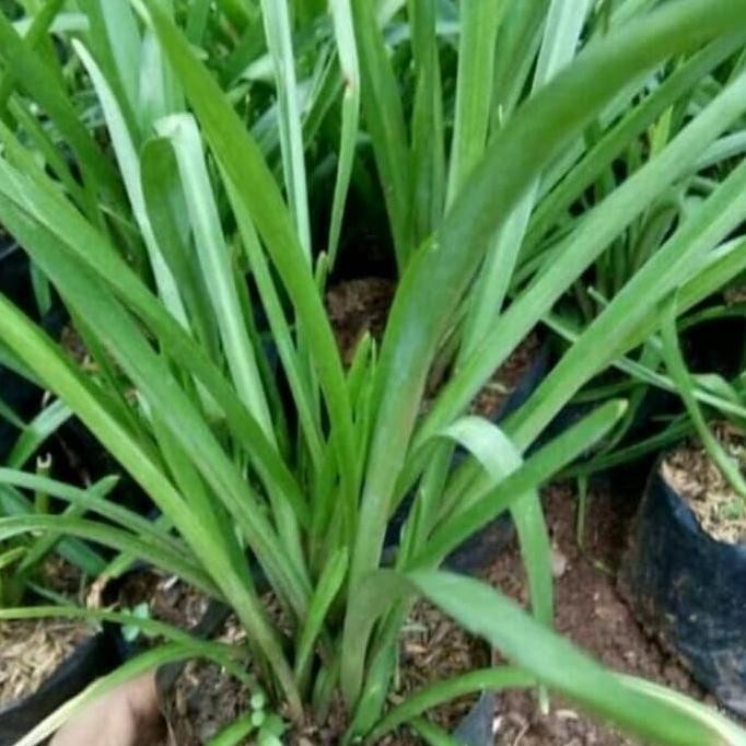 Bibit pohon sedap malam Sudah Jadi - Tanaman bunga sedap malam BARANG SUPER