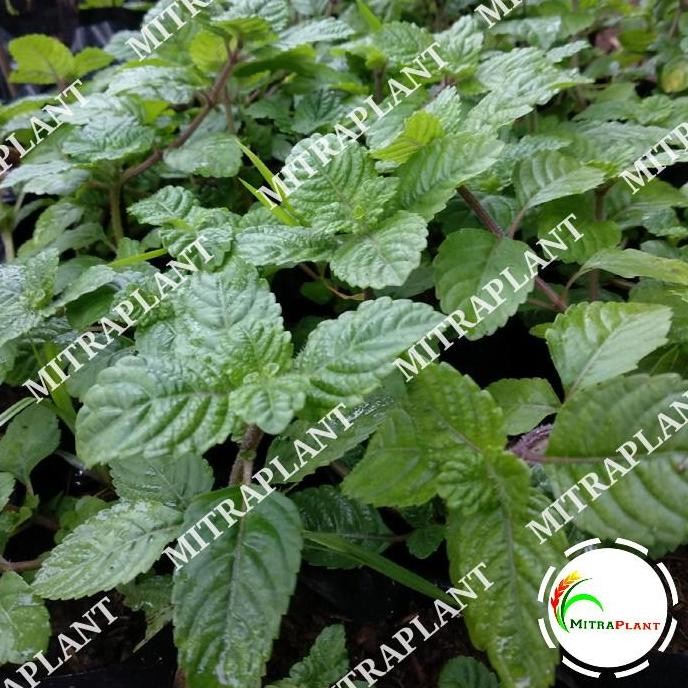 Bibit Tanaman Dn Cinc Hitam - Pohon Dn Cinc Janggelan BARANG SUPER