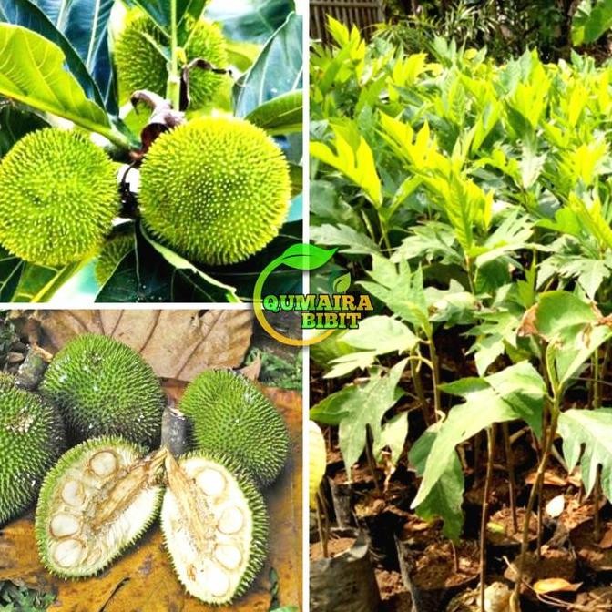 Bibit tanaman pohon kluwih / kluwih ISTIMEWA