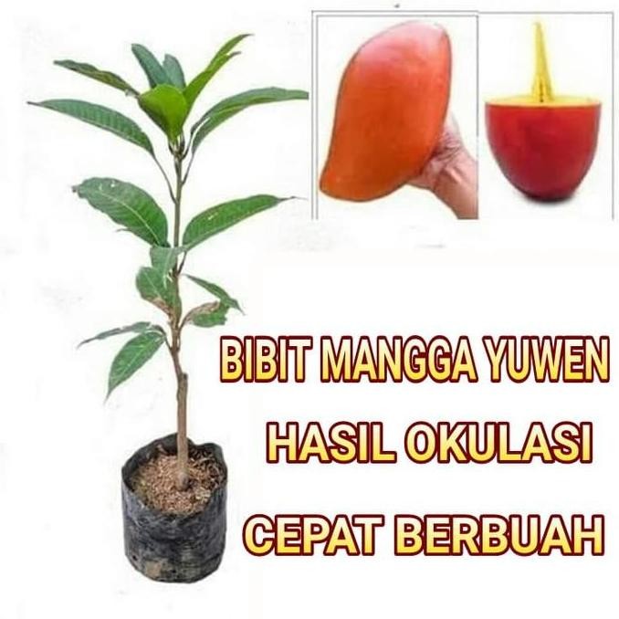 Bibit Tanaman Pohon Mangga Yuwen Mangga Yu Wen Bibit Mangga Merah terbaru