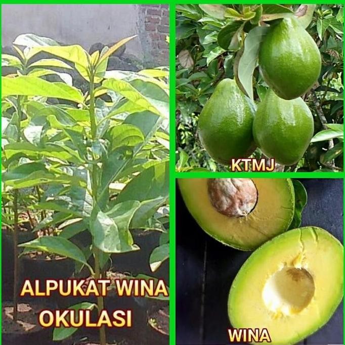 Bibit Tanaman Pohon Alpukat Wina Bibit Alpukat Wina Okulasi terbaru