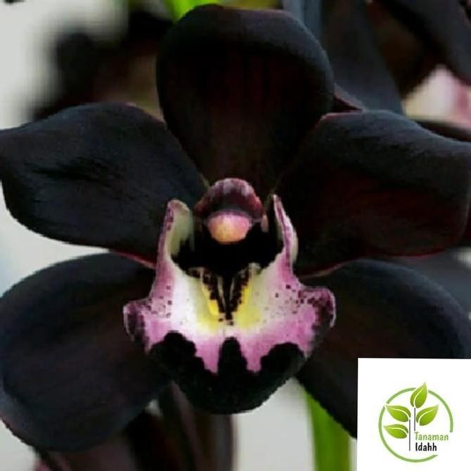 Bibit tanaman hias TanamaHias adenium Kamboja Hitam BARANG SUPER