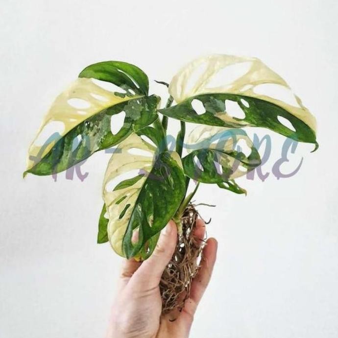 Promo bonggol ASLI atau bibit janda bolong varigata