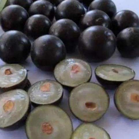 bibit buah anggur bril jaboticaba sabara..kupa landak jaboticaba.. PREMIUM