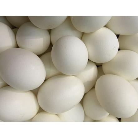 

Telur Angsa Fresh (Untuk Di Konsumsi) aSt