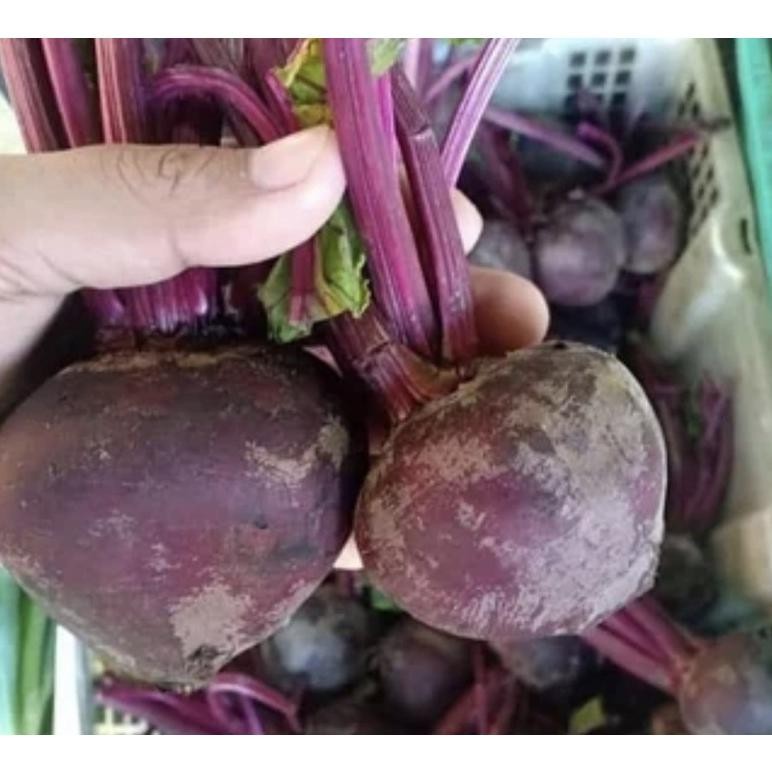 

BUAH BIT BEET ROOT ORGANIK FRESH aSt
