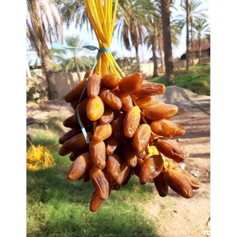 

Kurma Tunisia tangkai fress 1kg aSt