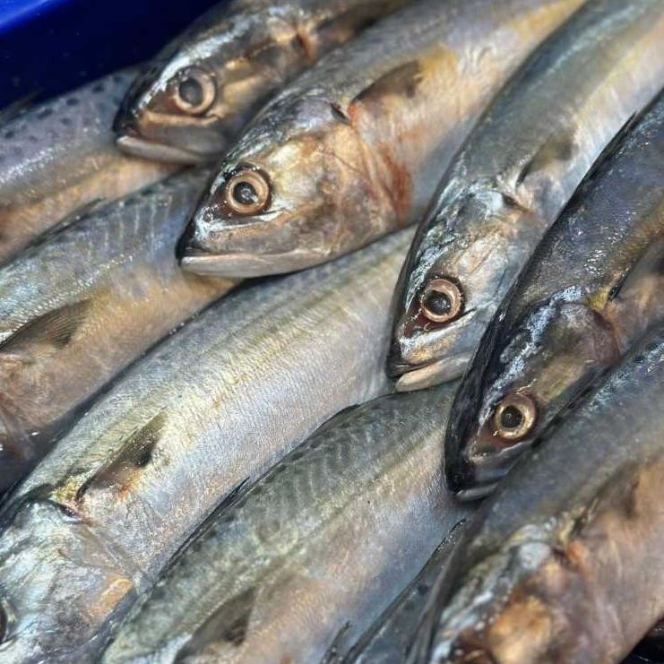 

Ikan Kembung Banjar Segar 1Kg isi 6-8ekor aSt