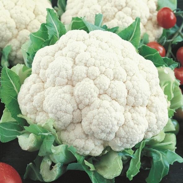 

Benih Bibit Kembang Kol Putih - Snowball Self Blanching Cauliflower