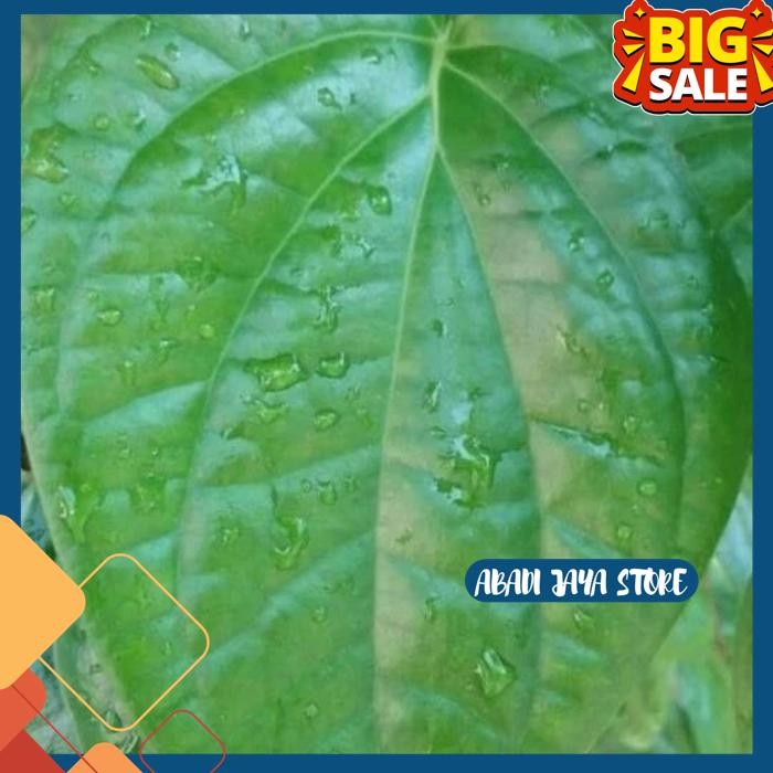 

DAUN SIRIH HIJAU HERBAL / OBAT HERBAL BY ABADI JAYA STORE
