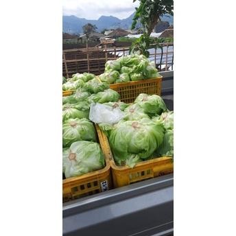 

Terlaris Lettuce Head 1Kg Dgh-43