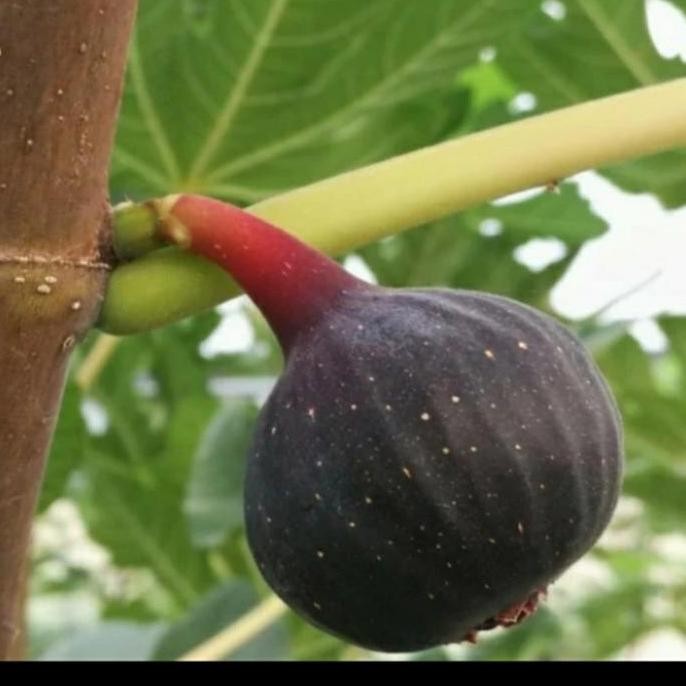 BIBIT TANAMAN BUAH TIN BLACK MISSION LANGKA PREMIUM