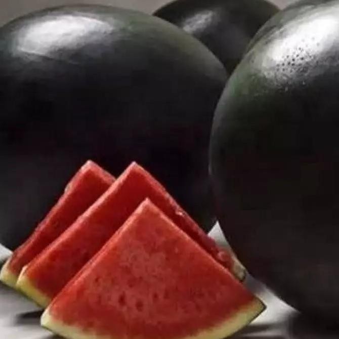 PREMIUM 20 bibit SEMANGKA HITAM TANPA BIJI BUAH SUPER JUMBO