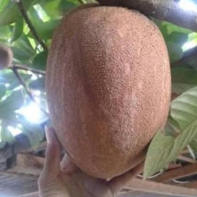Pohon Mamey Sapote Jenis Lorito Full buah/Bibit Pohon Mamey sapote PREMIUM
