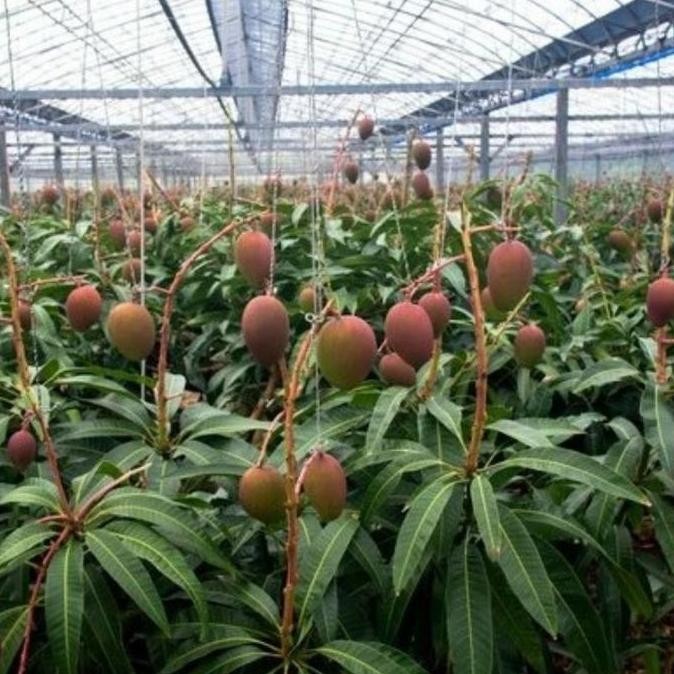 PREMIUM Pohon Mangga Miyaki Berbuah/Bibit Pohon mangga miyaki sudah buah