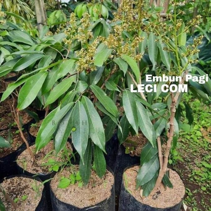 Bibit Pohon Buah Leci Com Dataran Rendah Cepat Berbuah Dari PREMIUM