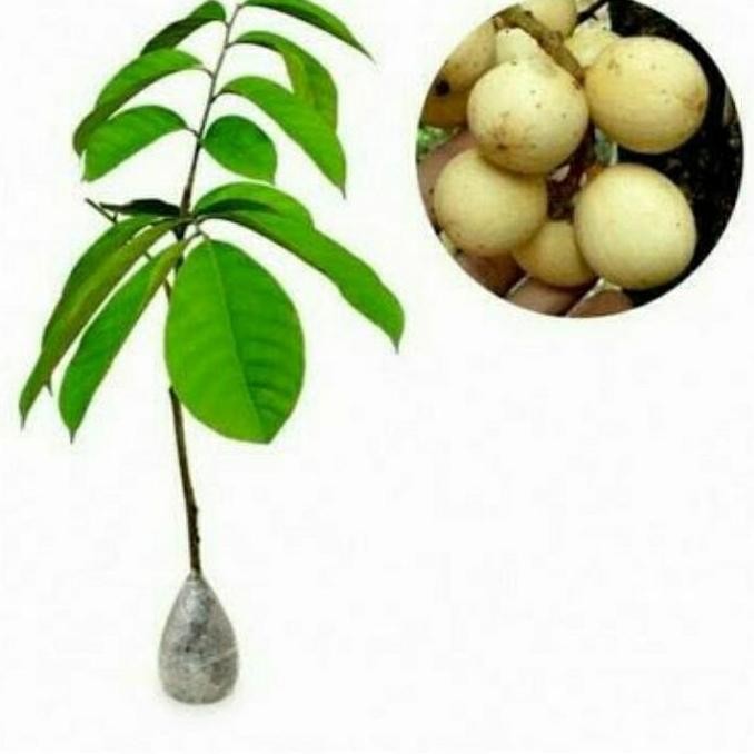 BIBIT LANGSAT TANPA BIJI/ TANAMAN BUAH LANGSAT/ BIBIT LANGSEP PREMIUM