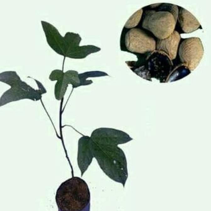 BIBIT TANAMAN BUAH KLUWEK PREMIUM