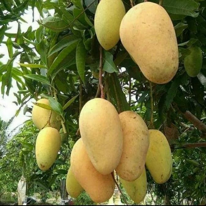 PREMIUM BIBIT TANAMAN BUAH MANGGA CHOKANAN/ MANGGA COKANAN ASLI