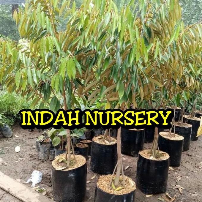 bibit buah pohon durian montong kaki 3tatinggi 1,5 meter super PREMIUM
