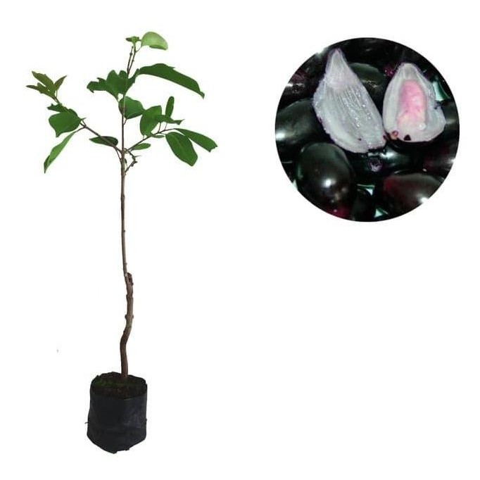 PREMIUM Bibit Buah Jamblang Juwet Duwet Bibit Jamblang Ungu