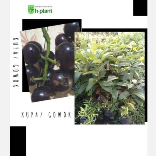 PREMIUM Bibit pohon buah kupa buah gowok buah langka