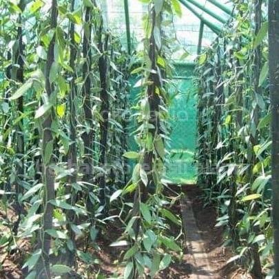 PREMIUM Bibit vanili bibit stek vanili per meter vanila bibit buah vanili