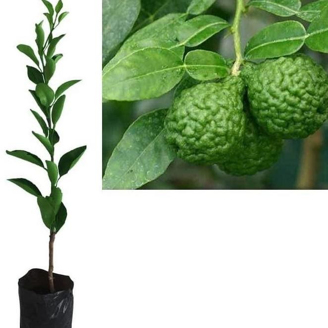 PREMIUM Bibit Tanaman Pohon Jeruk Purut Bibit Jeruk Purut Buah Jeruk Purut