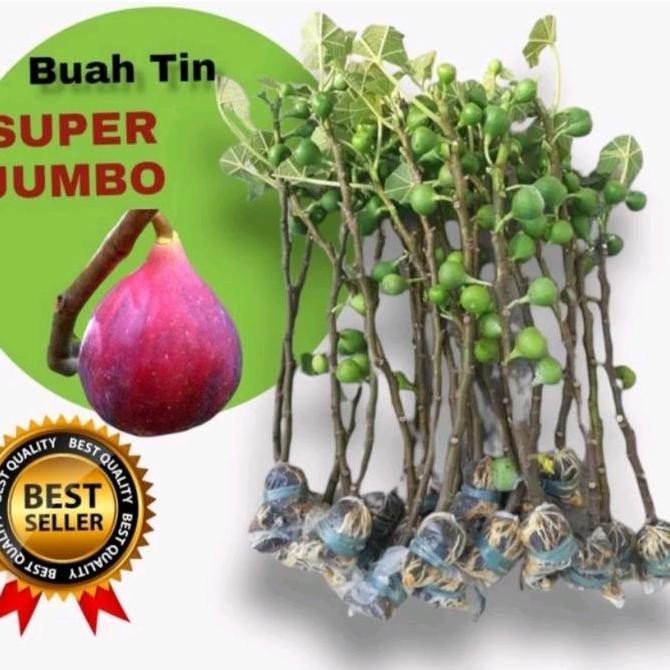 PREMIUM bibit buah tin segar SUPER JUMBO cangkok