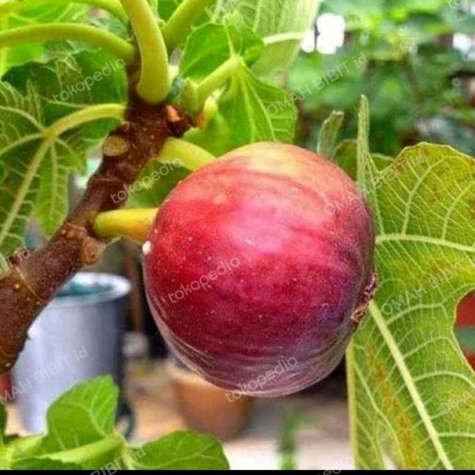 PREMIUM BIBIT TANAMAN TIN BROWN TURKI BERBUAH SUPER-BUAH TIN SUDAH BERBUAH