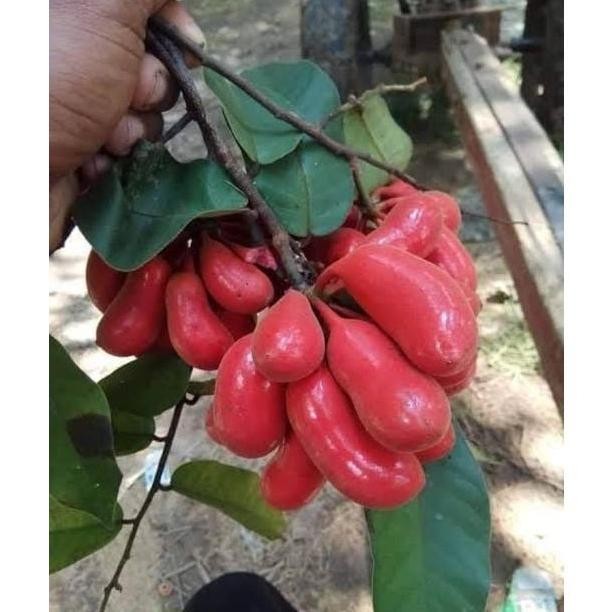PREMIUM Buah Kalak/BIBIT Buah Susu Munding SegarBuah Langka Segar