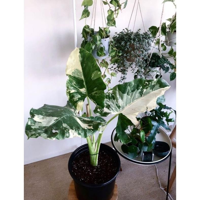 Berkualitas Tanaman hias langka Alocasia Variegata lompong varigata, sente varigata MURAH