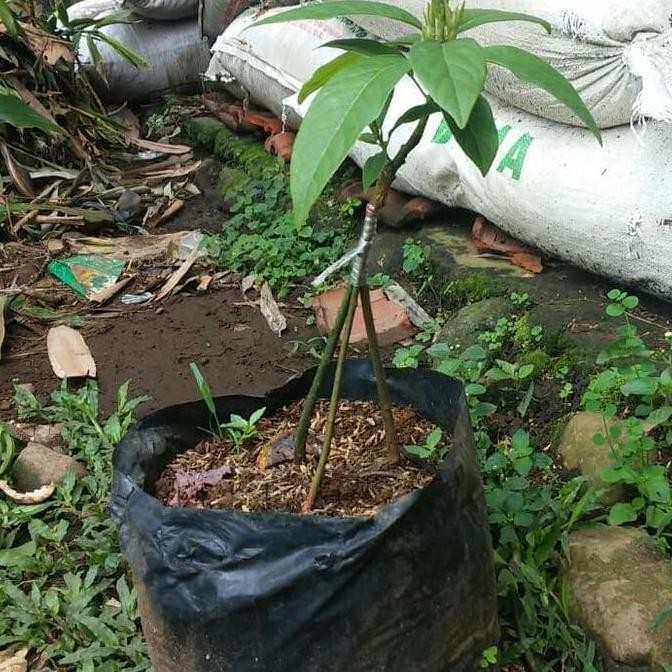 PREMIUM bibit buah pohon alpukat miki mentega kaki 3 cepat berbuah