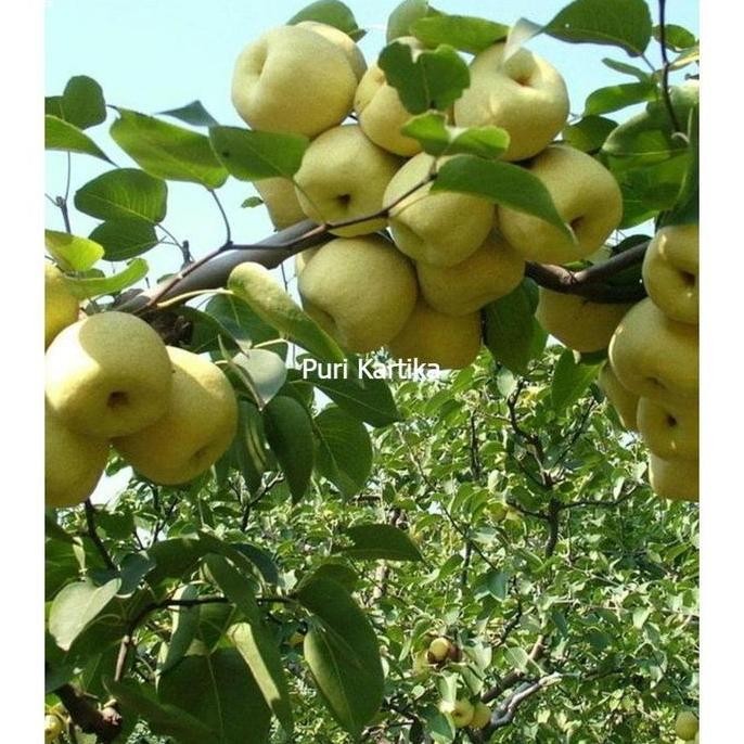 PREMIUM Bibit Pohon Buah Buah Pir Kuning Cangkok