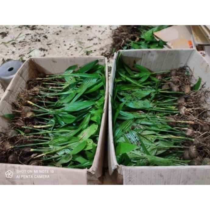 PREMIUM bibit tanaman buah pinang betara bibit unggul