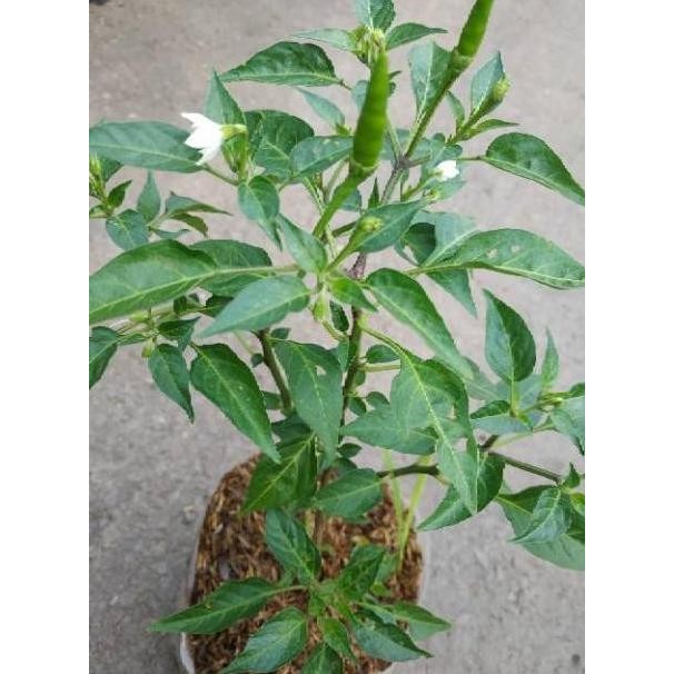 PREMIUM Berbuah Bibit Tanaman Hias Buah Pohon Hidup Cabe Setan Merah Rit