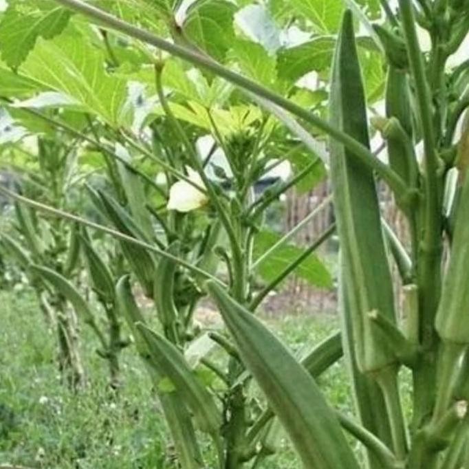 PREMIUM Yulianabibit Bibit Pohon Buah Okra Hij