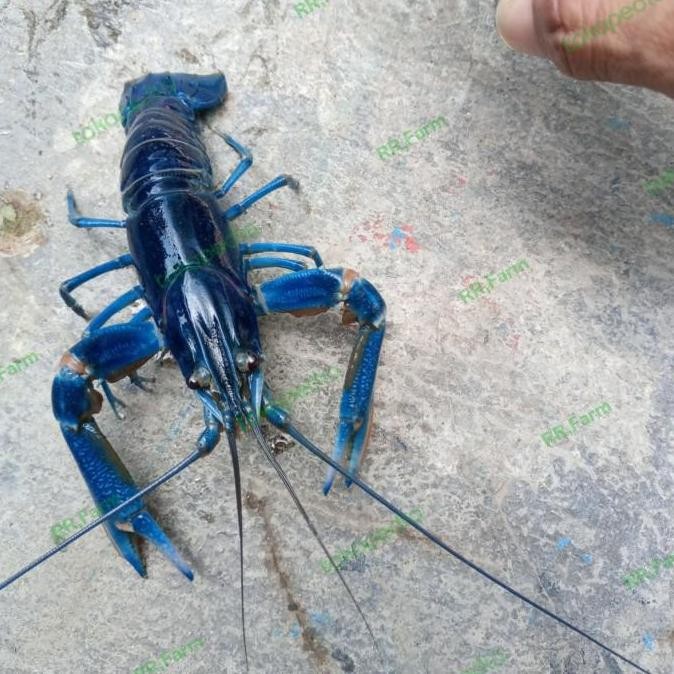 TERBARU LOBSTER AIR TAWAR INDUKAN HIDUP - BIBIT PEMBESARAN BUDIDAYA