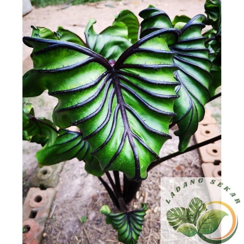 Tanaman Hidup Colocasia Pharaoh/Paraok Mask Topeng Firaun Siap Tanam Ukuran Tinggi 50-80 cm MURAH