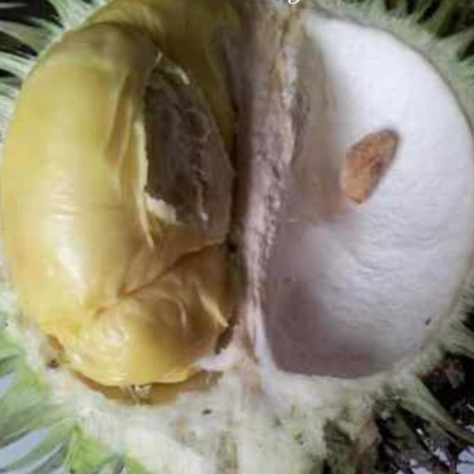 PREMIUM Asli Kalimantan Karatungan Langka Buah Durian Bibit