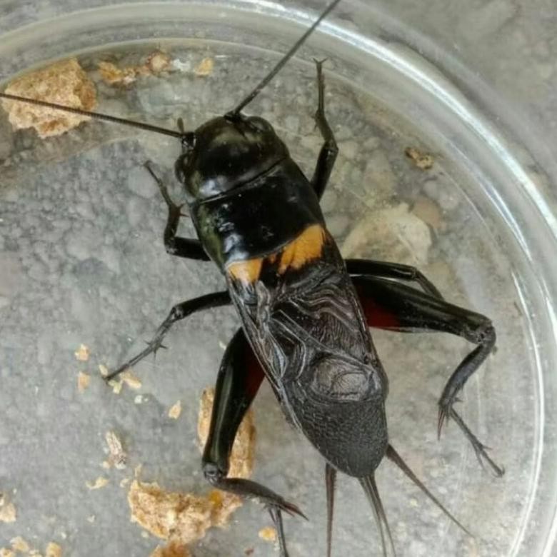 df-8 Cuci Gudang JANGKRIK ADUAN/ JANGKRIK MASTERAN + SANGKAR SEKAT ESTETIK ( Bunyi Nyaring ) Murah O